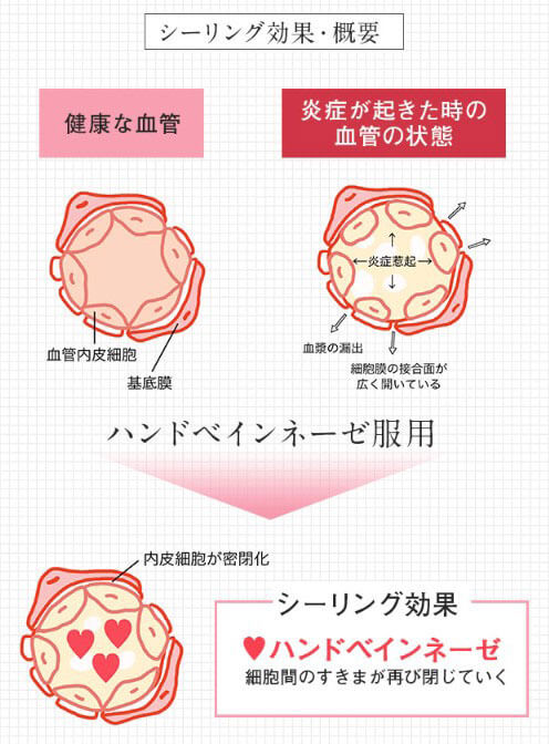 ハンドベインとは？手の甲に浮き出る血管の原因とケア方法を紹介